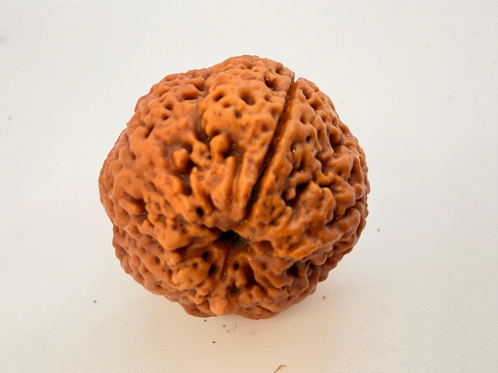 1 Mukhi Rudraksha