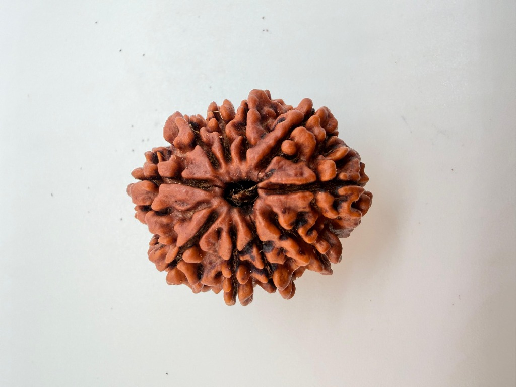 10 Mukhi Rudraksha