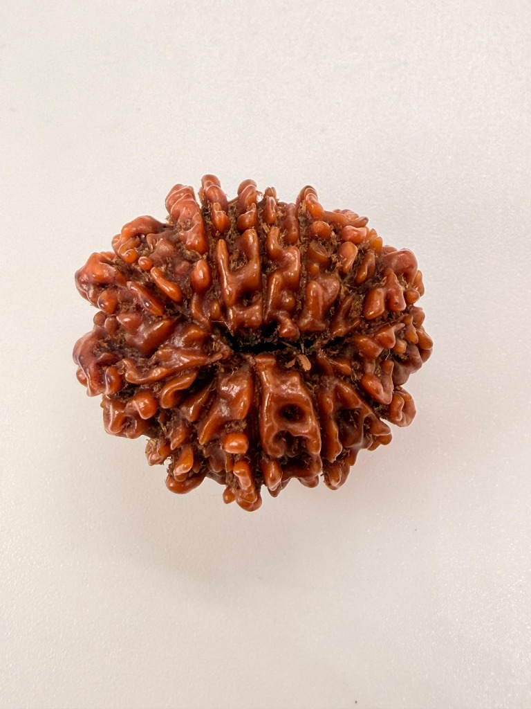 11 Mukhi Rudraksha