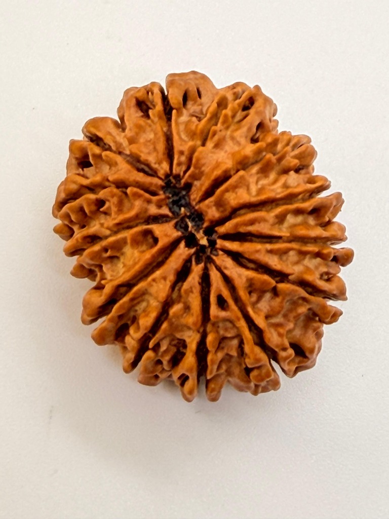 12 Mukhi Rudraksha