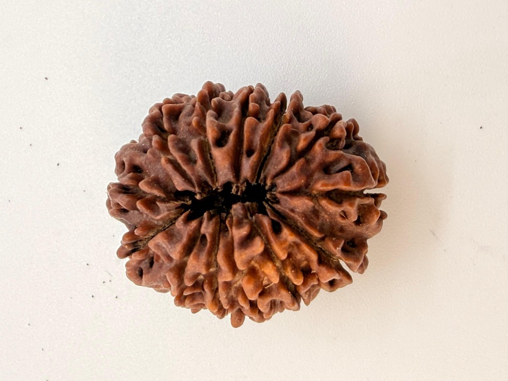 13 Mukhi Rudraksha