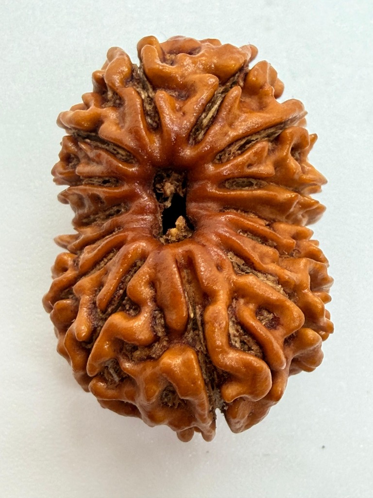 14 Mukhi Rudraksha