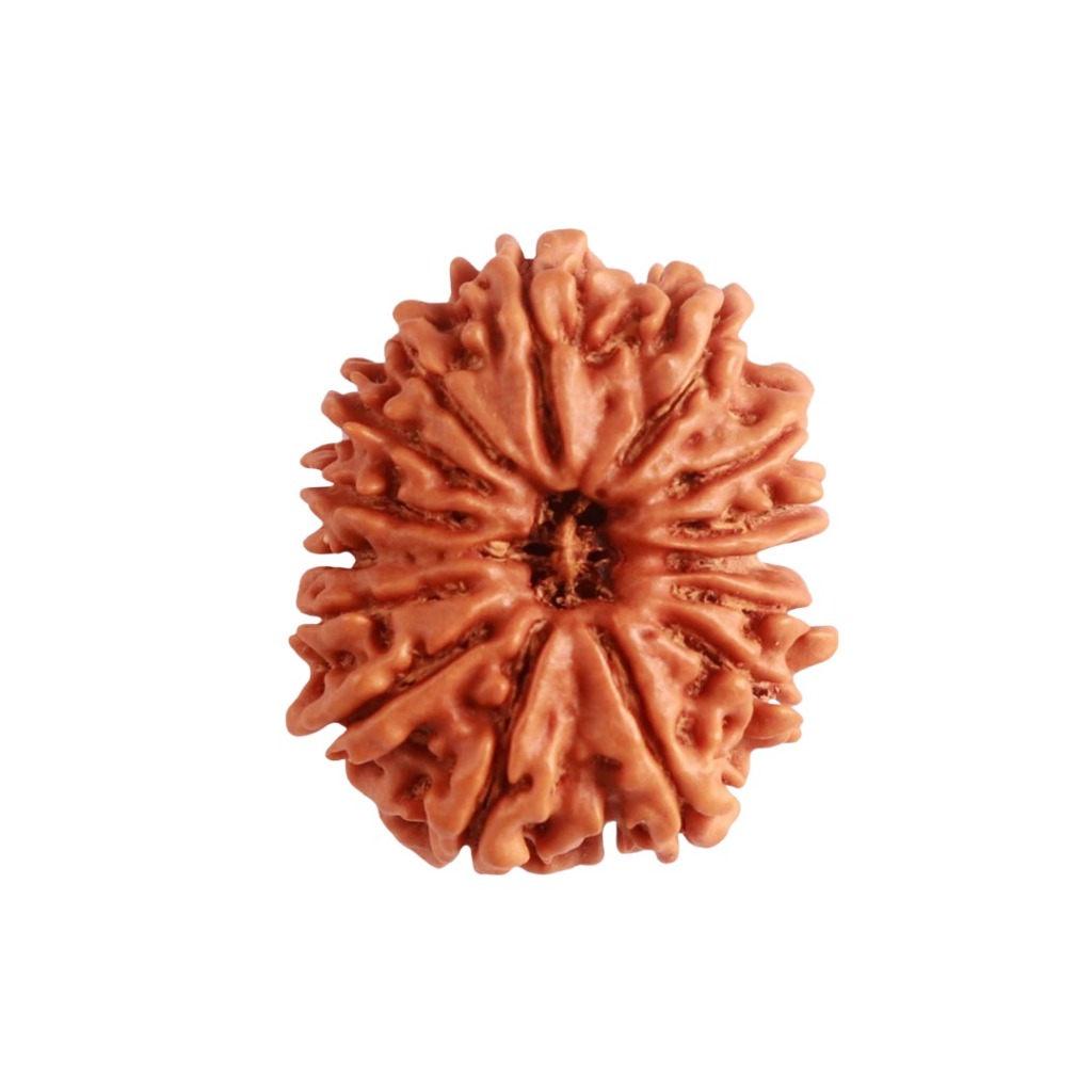 15 Mukhi Rudraksha