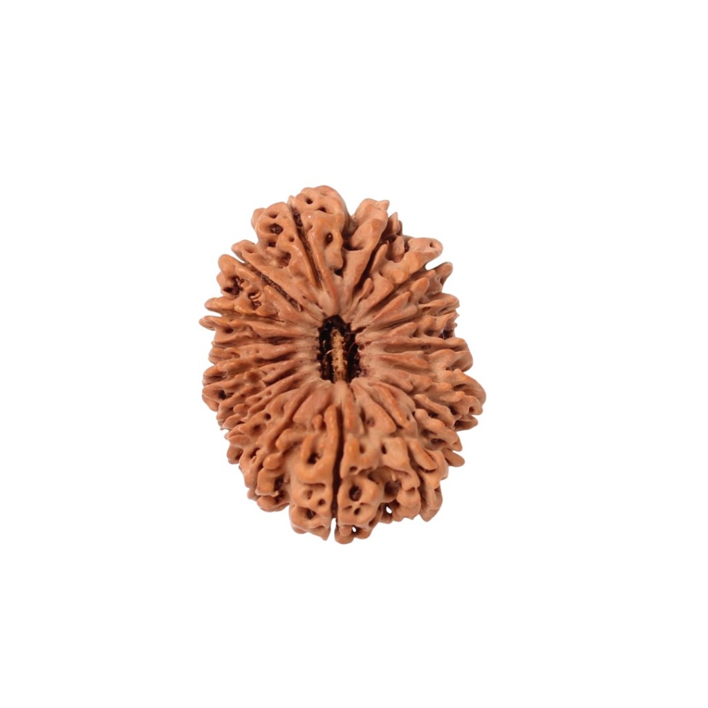 16 Mukhi Rudraksha