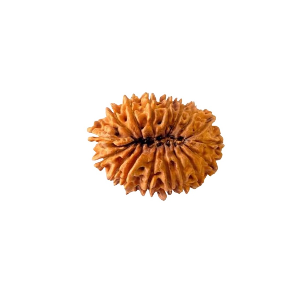 17 Mukhi Rudraksha