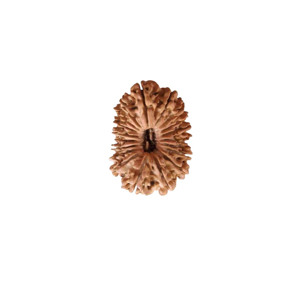 19 Mukhi Rudraksha