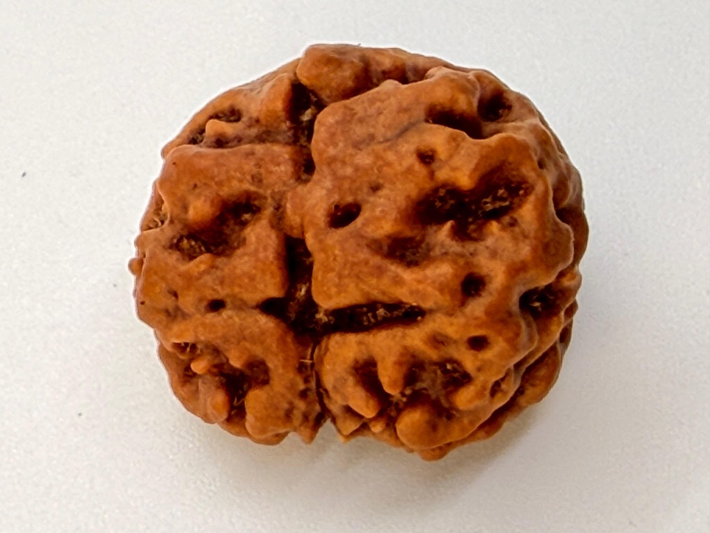 2 Mukhi Rudraksha