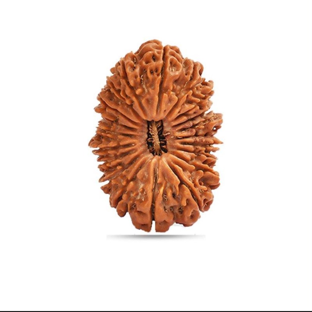 20 Mukhi Rudraksha