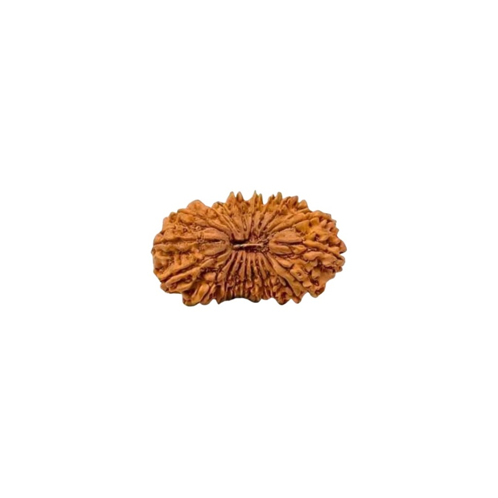 21 Mukhi Rudraksha