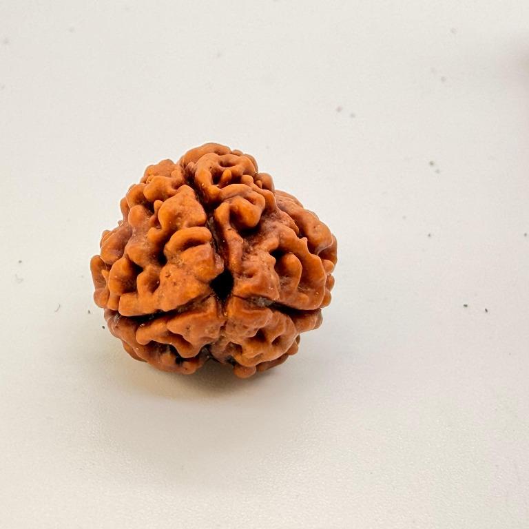 3 Mukhi Rudraksha