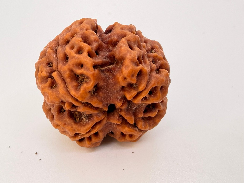 4 Mukhi Rudraksha