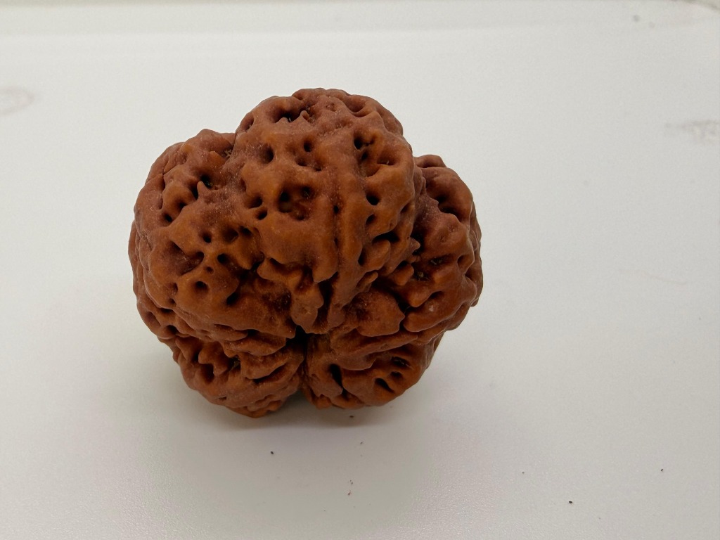 5 Mukhi Rudraksha