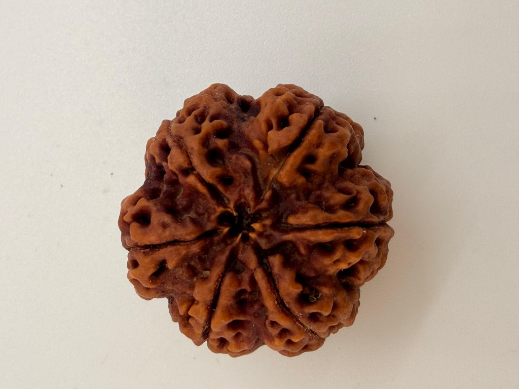 6 Mukhi Rudraksha