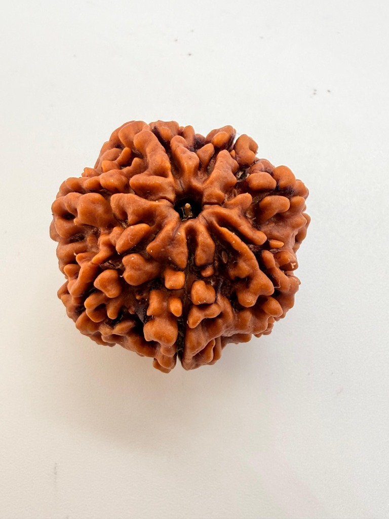 7 Mukhi Rudraksha