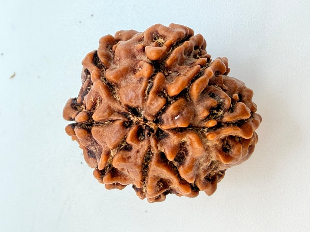 8 Mukhi Rudraksha