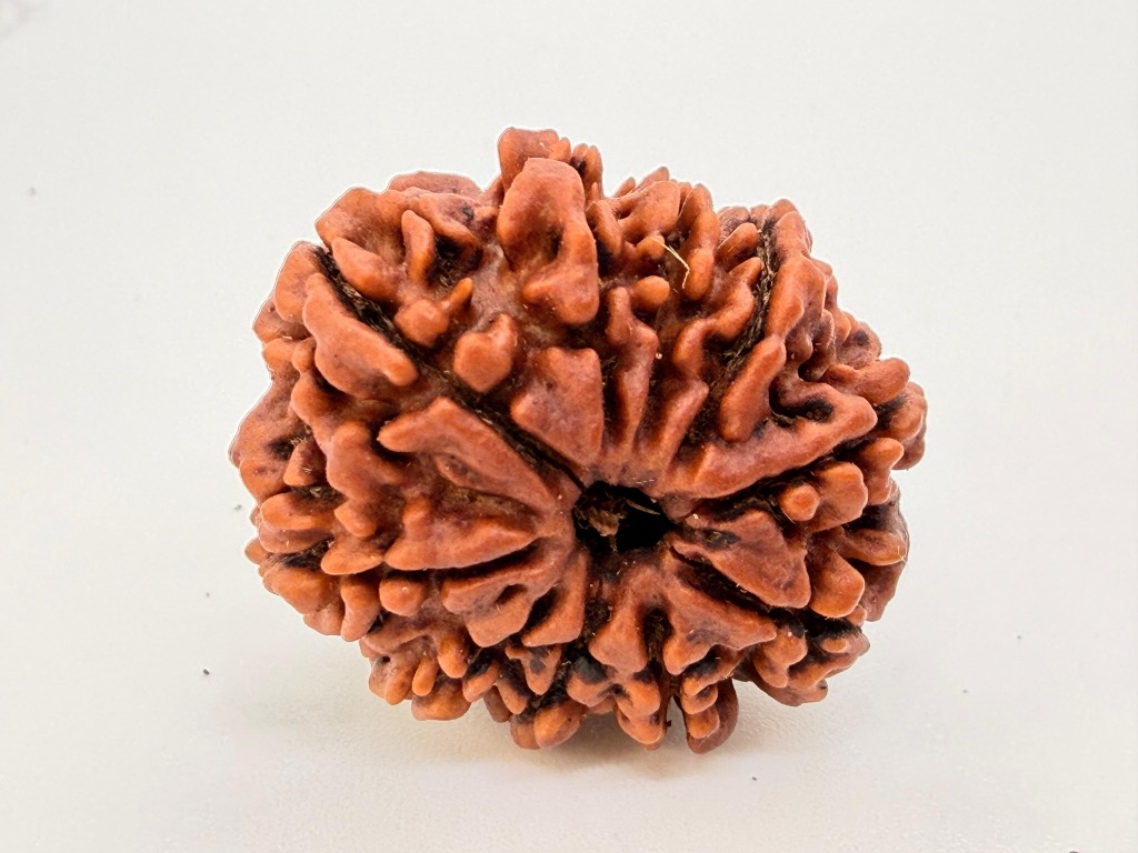 9 Mukhi Rudraksha